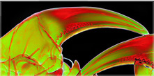 Transparent multicolored X-ray image of crab claws